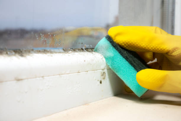 Wheat Ridge, CO Mold Removal Company